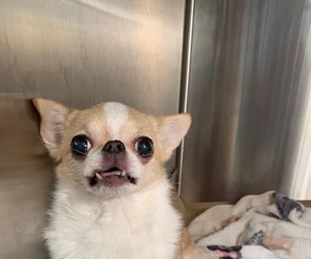 Brilliant Veterinary Care