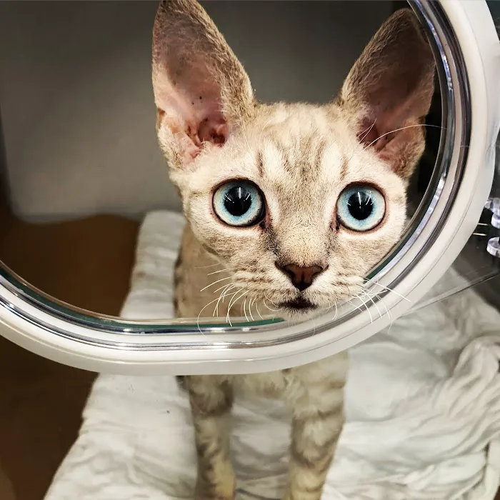 Brilliant Veterinary Care Picture 9