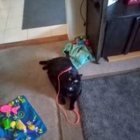 Hello Ralphie New York Online Veterinarian ico