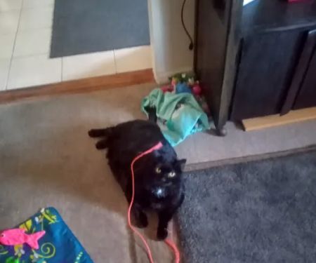 Hello Ralphie New York Online Veterinarian