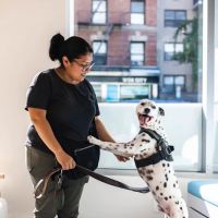 Hospital For Veterinary Surgery ico