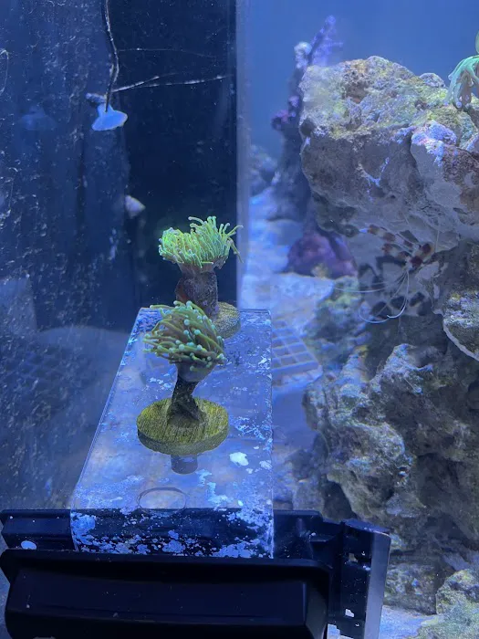 Kung Fu Corals Picture 1