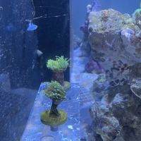 Kung Fu Corals ico