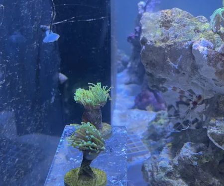 Kung Fu Corals