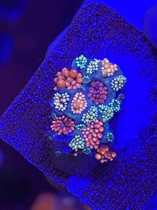 Kung Fu Corals Picture 4