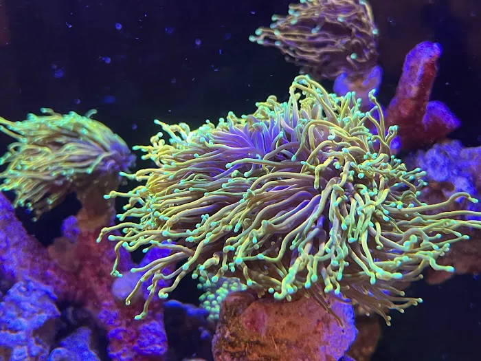 Kung Fu Corals Picture 2