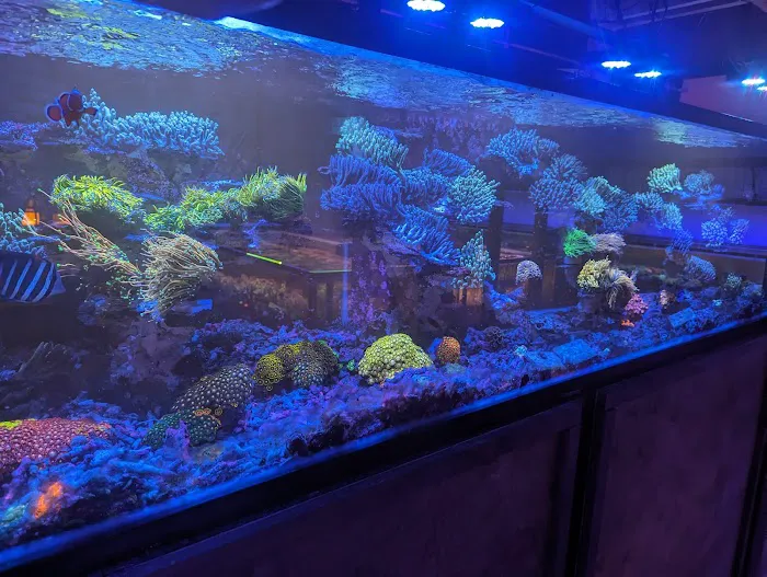 Kung Fu Corals Picture 10