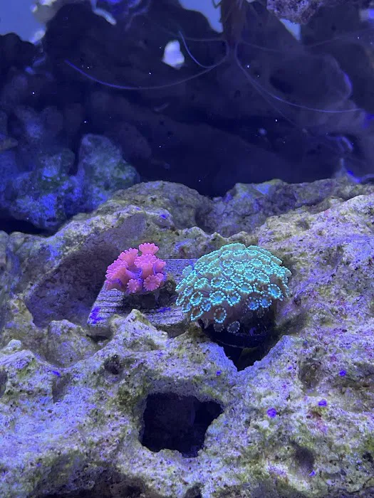 Kung Fu Corals Picture 9