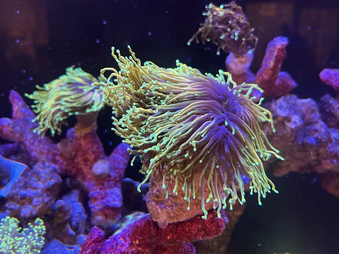 Kung Fu Corals Picture 6