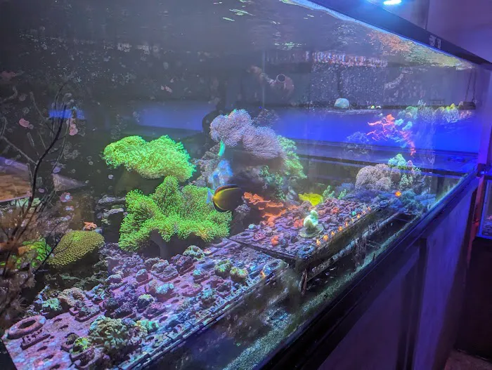 Kung Fu Corals Picture 7