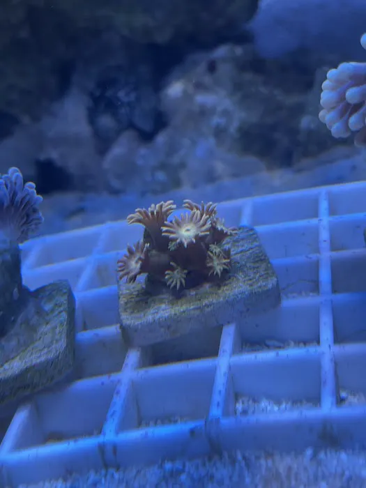 Kung Fu Corals Picture 5