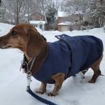 City Veterinary Care