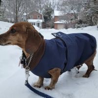 City Veterinary Care ico