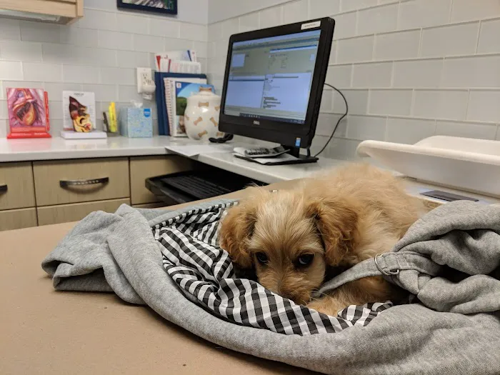 City Veterinary Care Picture 3
