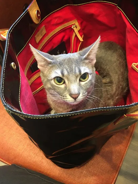 City Veterinary Care Picture 5