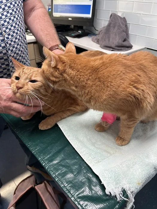 City Veterinary Care Picture 6