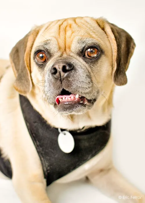City Veterinary Care Picture 10