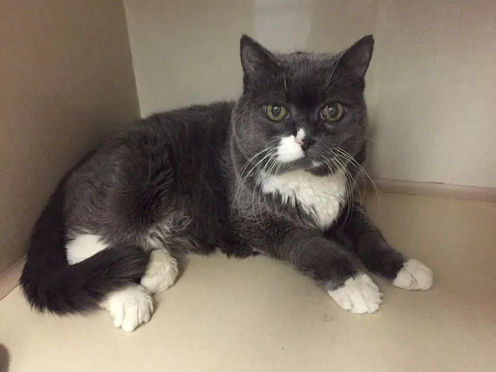 Columbus Circle Veterinary Hospital Picture 4