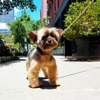 Columbus Circle Veterinary Hospital ico