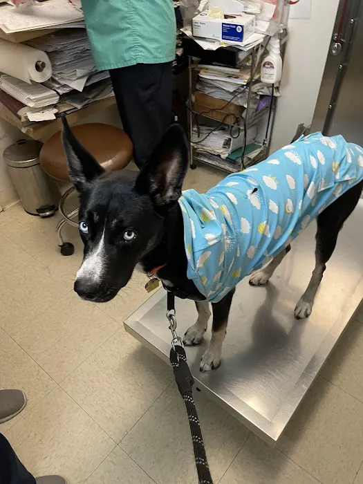 Columbus Circle Veterinary Hospital Picture 10