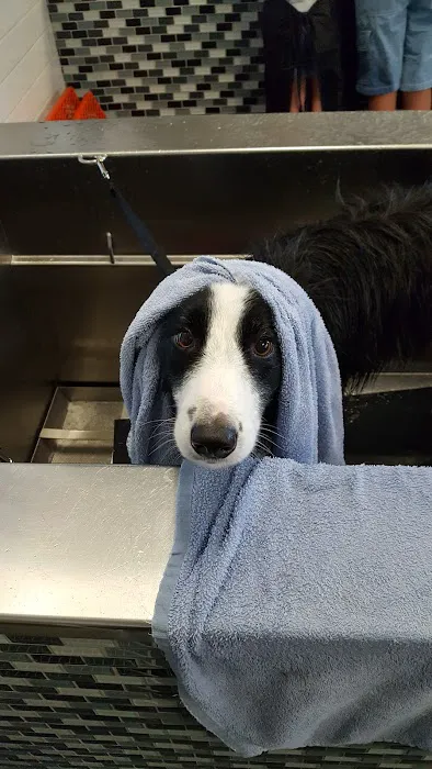 Unleashed by Petco Picture 3