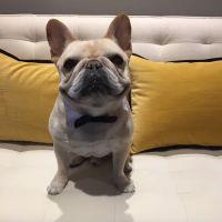 City Pets ico