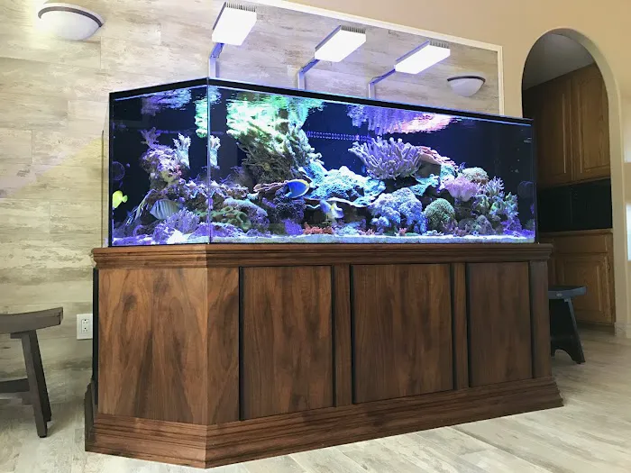 Aquatica Corals and Custom Aquariums Picture 7