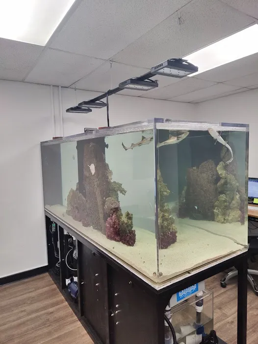 Aquatica Corals and Custom Aquariums Picture 4
