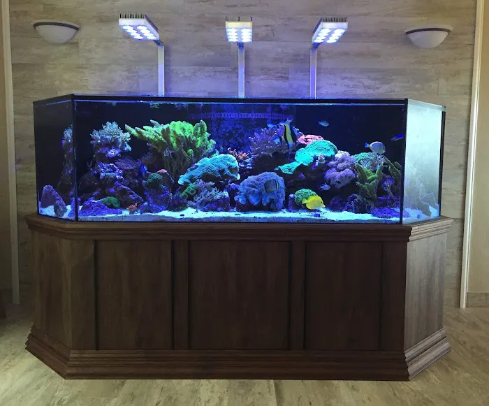 Aquatica Corals and Custom Aquariums Picture 2