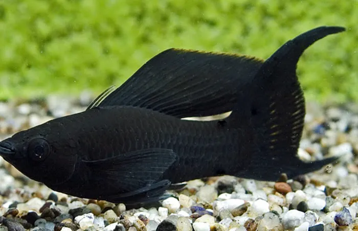 Aquatica Corals and Custom Aquariums Picture 3