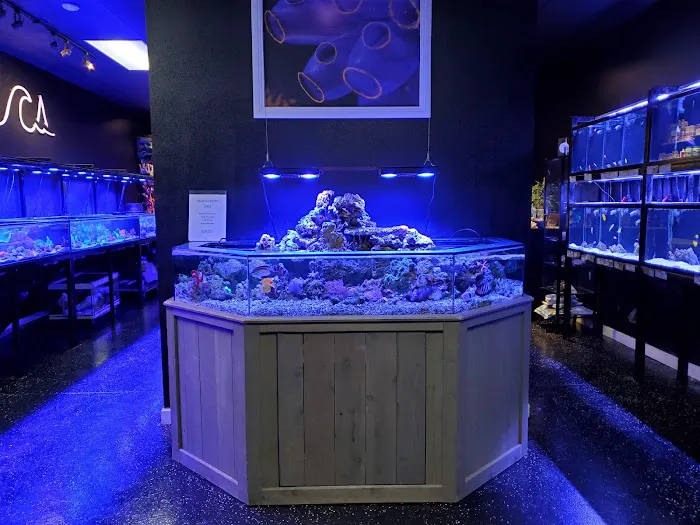 Aquatica Corals and Custom Aquariums Picture 10