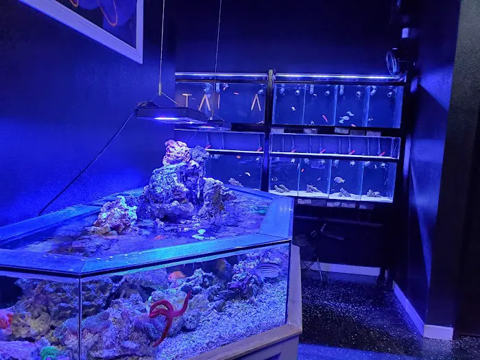 Aquatica Corals and Custom Aquariums Picture 9