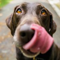 California Dog Kitchen ico
