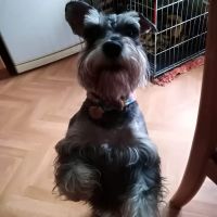 Midtown Animal Hospital ico