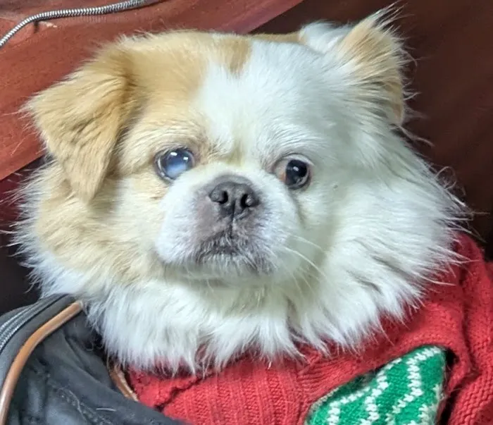 Midtown Animal Hospital Picture 8
