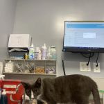 Williamsburg Veterinary Clinic