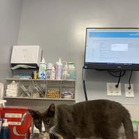 Williamsburg Veterinary Clinic ico