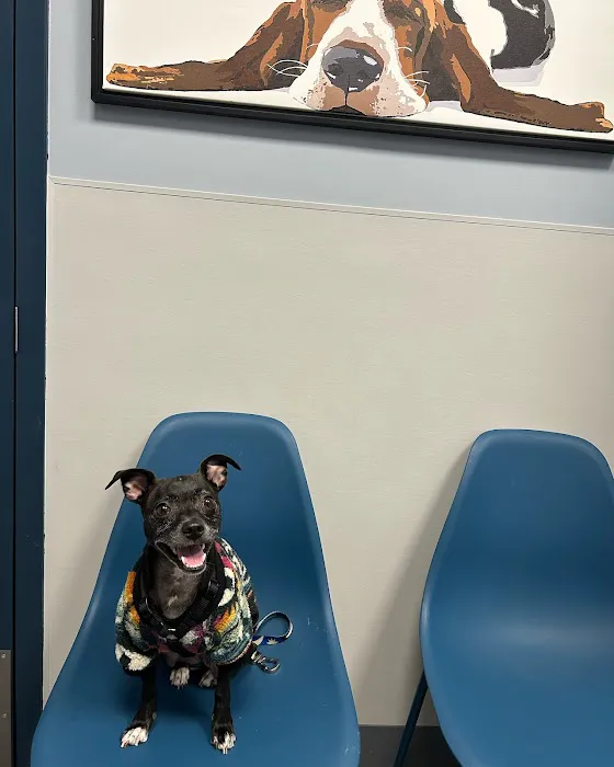 Williamsburg Veterinary Clinic Picture 6