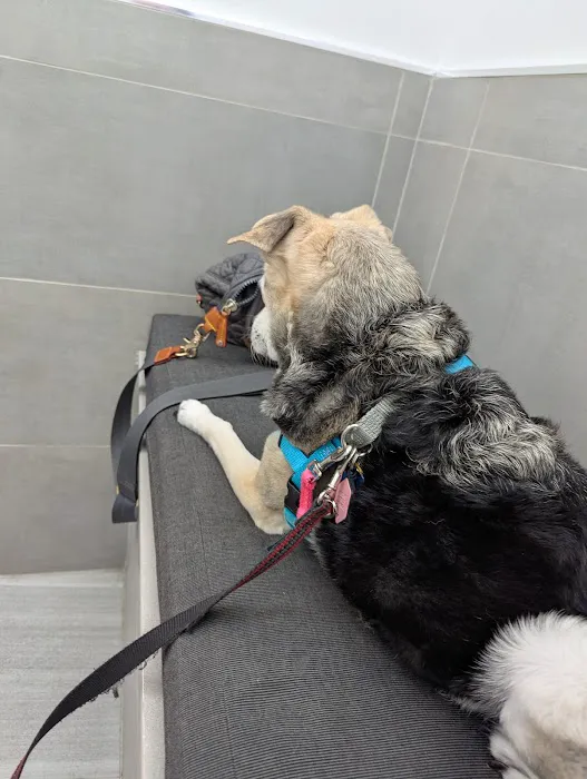 Northside Veterinary Clinic Picture 7