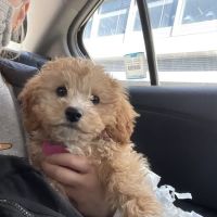 Veterinary Care Group - Williamsburg ico