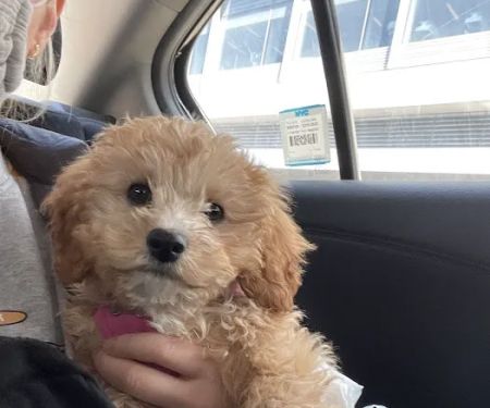 Veterinary Care Group - Williamsburg
