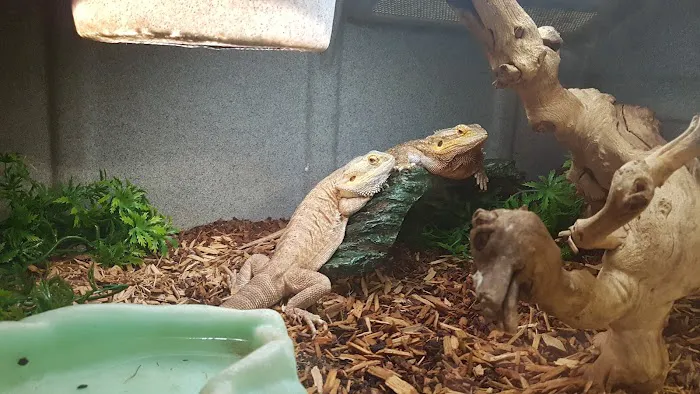 LLLReptile and Supply Escondido Picture 6