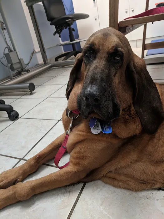 Greenpoint Veterinary Hospital Picture 4