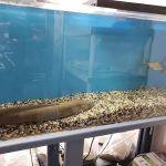 The Love Aquarium