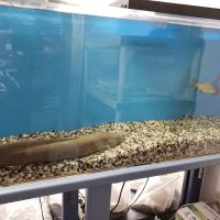 The Love Aquarium ico