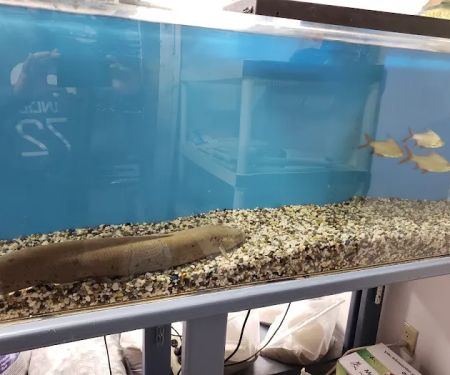 The Love Aquarium