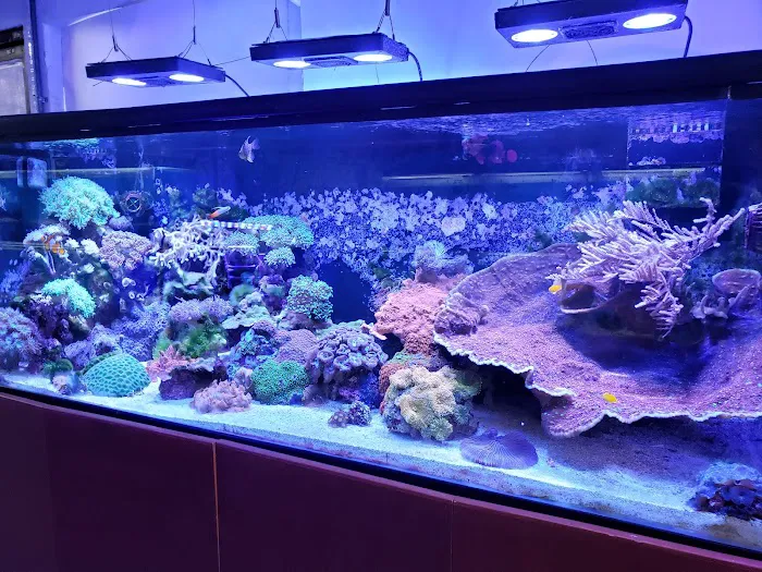 The Love Aquarium Picture 3