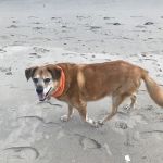 Greenpoint Veterinary Care