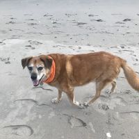 Greenpoint Veterinary Care ico