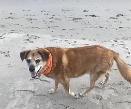 Greenpoint Veterinary Care